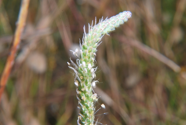Plantago coronopus